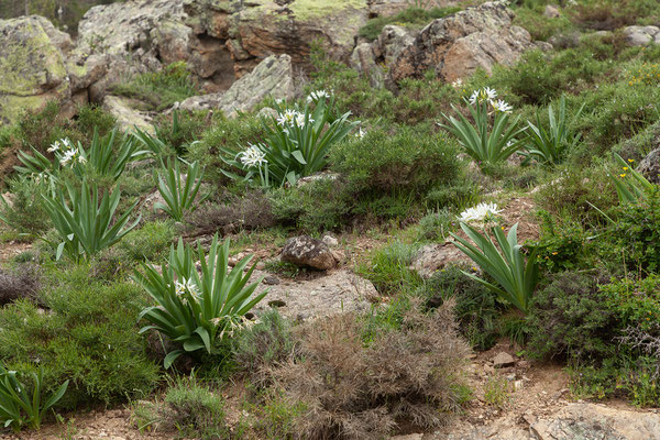 03.06. Überall blüht es; Pancratium illyricum - Trichternarzisse