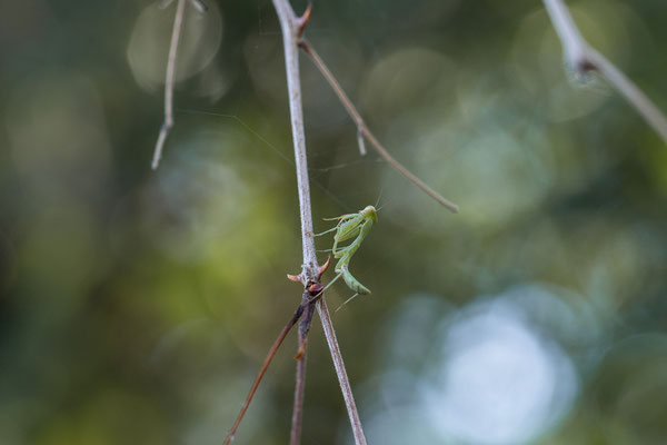 23.03. Kurz vor der Weiterfahrt finden wir diese hübsche Gottesanbeterin auf unserer Campsite.