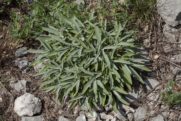 16.9. Von Murići nach Virpazar, Salbei (Salvia officinalis)