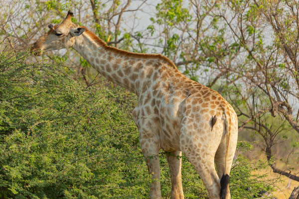 8.10. Moremi GR - Morning Drive: Giraffe (Giraffa camelopardalis) mit Yellow-billed oxpecker (Buphagus africanus)