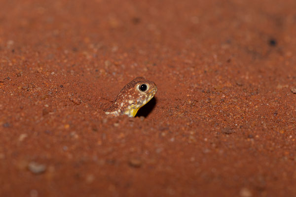 20.02. Bagatelle Kalahari Game Ranch/Campsite Nr. 3: Ptenopus garrulus - Barking Gecko