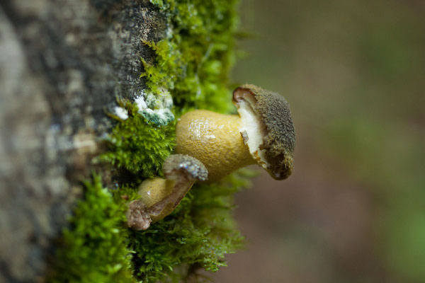 13.9. Nationalpark Biogradska Gora