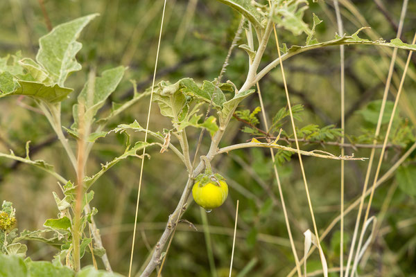 26.03. Thorn apple (Solanum incanum)