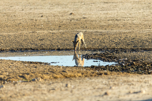 07.03. Schabrackenschakale (Canis mesomelas) bei der Jagd.