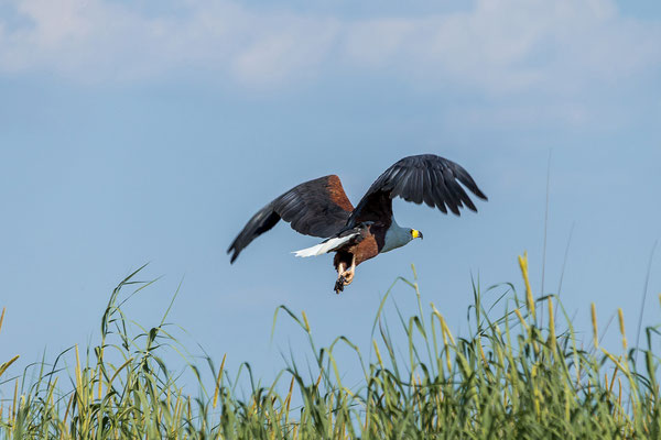 20.03. Evening Cruise: African fish eagle (Haliaeetus vicifer)