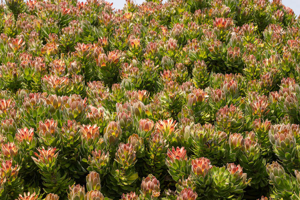16.10. Cape Peninsula: Mimetes sp. (Proteaceae)