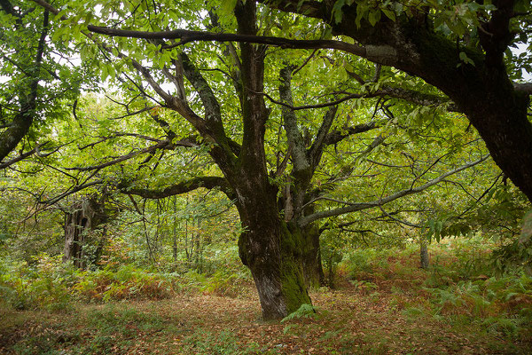 17.9. Unterwegs durchfahren wir an Korsika erinnernde Kastanienwälder. 