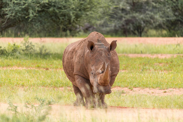 25.03. Waterberg Wilderness: Breitmaul - Nashorn (Ceratotherium simum)