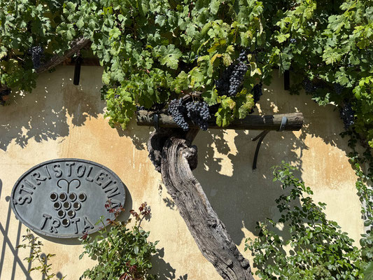 Die älteste Weinrebe der Welt wurde wahrscheinlich in der 2. Hälfte des 16. Jh. in Maribor gepflanzt.