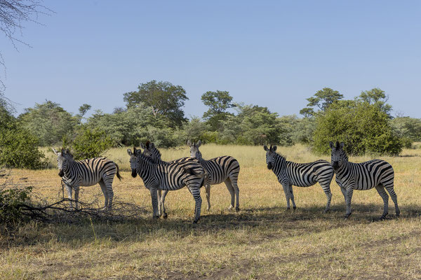 22.03. Bwabwata NP: Steppenzebra (Equus quagga burchellii)
