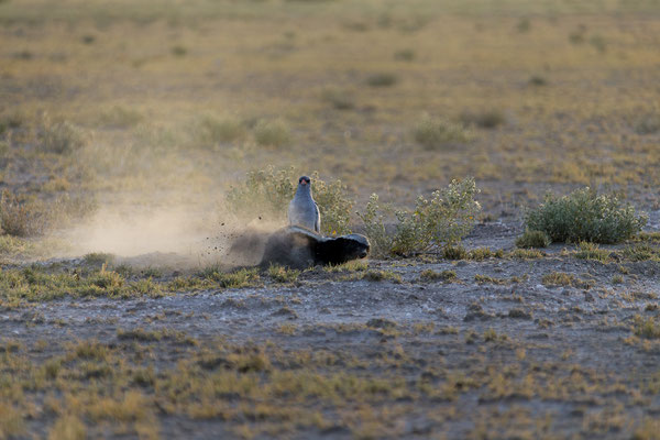 14.03. Morning Drive: Honigdachs auf der Jagd!
