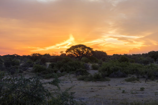 16.03. Makgadikgadi NP