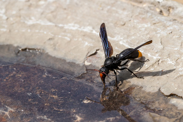 24.03. Hoba Meteorit: Synagris maxillosa