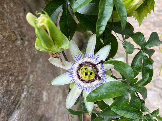 Auray - Passionsblume (Blüte)