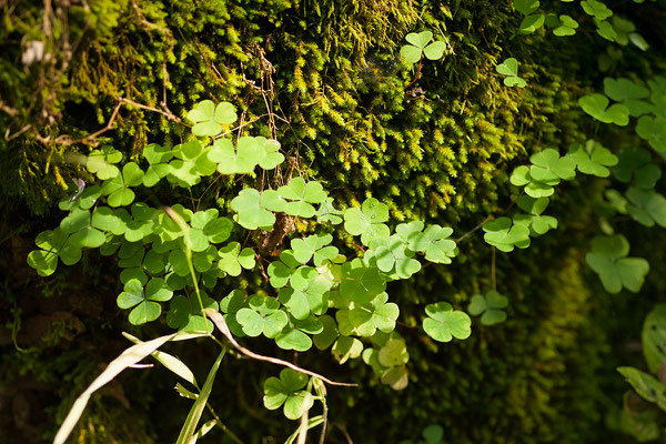 13.9. Nationalpark Biogradska Gora