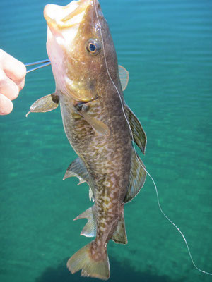 Atlantic Cod