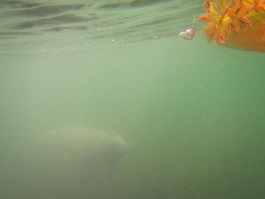 Manatee