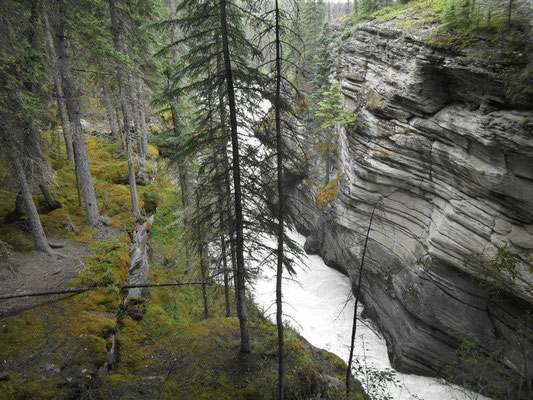 Wasserfall am Icefield Parkway