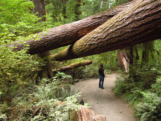 Olympic National Park - Hoh Regenwald
