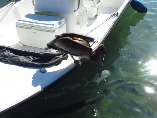 Der Pelikan hat auch gerne Fische, aber die sind zu gross