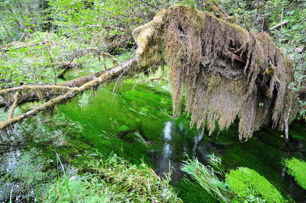 Olympic National Park - Hoh Regenwald
