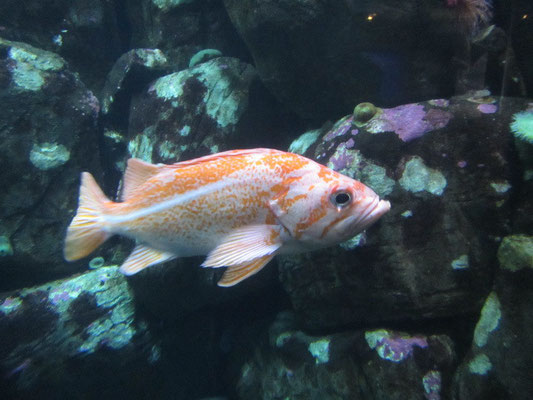 Aquarium in Newport