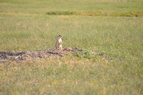 Präriehund im Badlands National Park