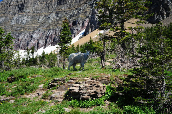 Mountain Goat