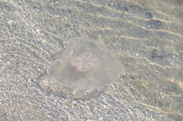 Danger Marine Life Alarm an der Space Coast