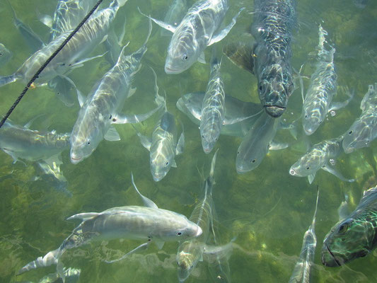 Tarpon Fische 