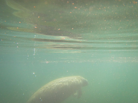 Manatee