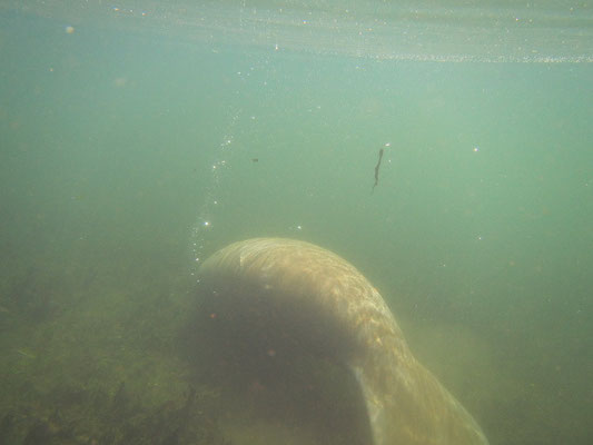 Manatee
