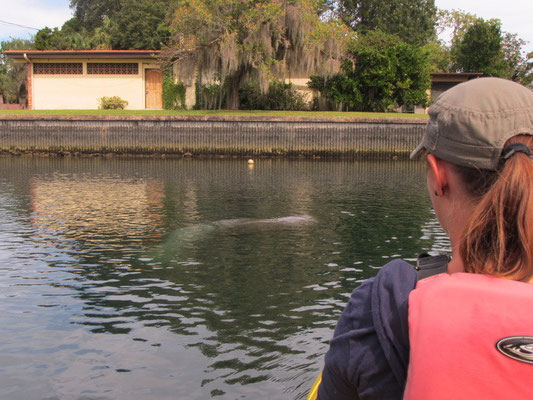Erster Manatee gesichtet