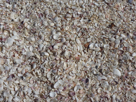 Sanibel Island ist voll von Muscheln am Strand