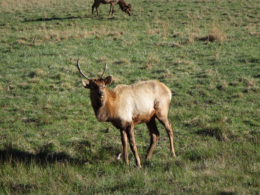 Wapiti oder auf English Elk 