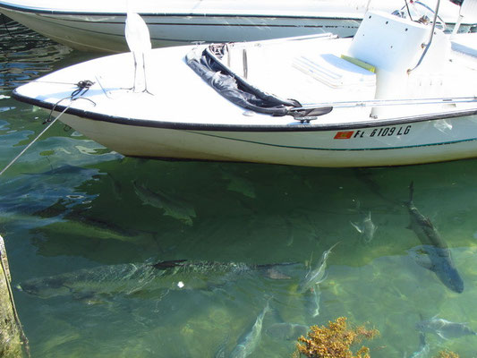 Vergleiche Boot mit Fisch