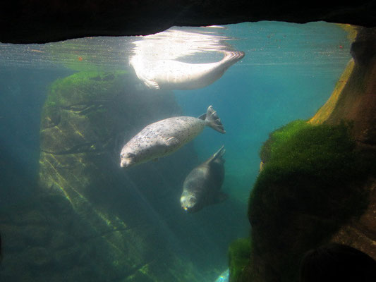 Aquarium in Newport