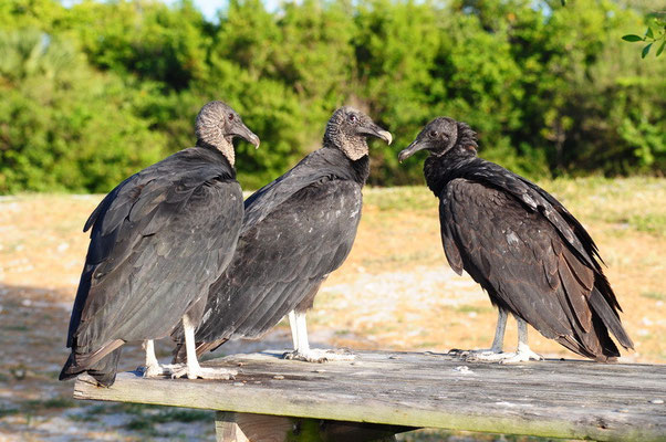 Mike's Lieblingsvögel: Turkey Vulture