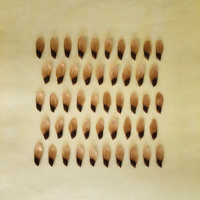 Serie Schwarzwald 16_Fichte/Bienenwachs/Papier, 22x22x3,5cm, 2020