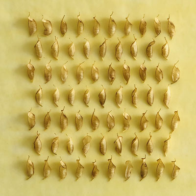Serie Schwarzwald 18_Eranthis/Bienenwachs/Papier, 22x22x3,5 cm, 2021