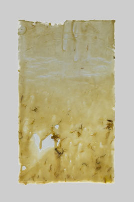 ohne Titel _ Bienenwachs/Löwenzahn, 32 x 24 cm, 2017