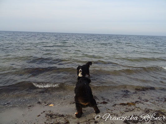 Toben am Strand