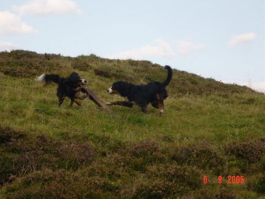 Spiel auf den Bergwiesen