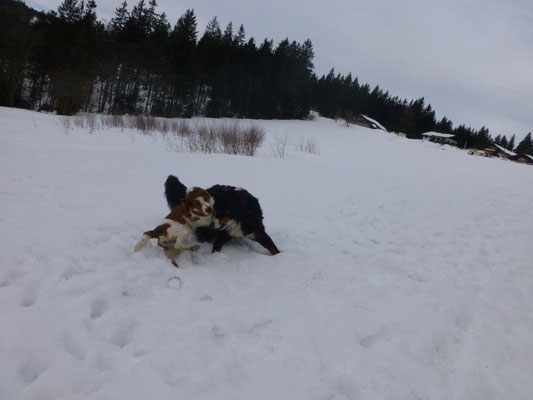 Gusti und Lilly beim Toben im Schnee