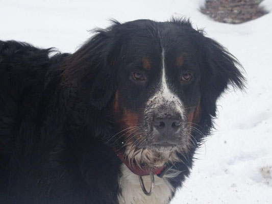 Berner mit Farbfehler :-)