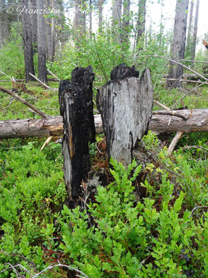 Der Wald ist noch gezeichnet von Bränden, die hier im Moor vor einigen Jahren gewütet haben.