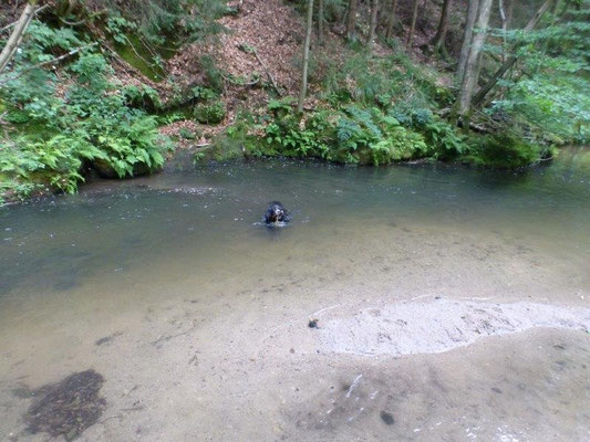 Abkühlung in der Kirnitzsch