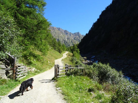 Sehr schöner Wanderweg zu den Almen im Pfossental