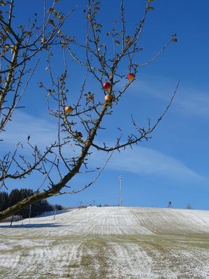 Die letzten Äpfel hängen noch am Baum...