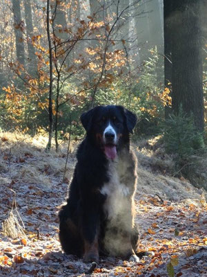 Vreni im Winterwald